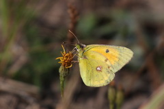 Colias myrmidone