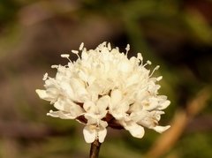 Cephalaria attenuata