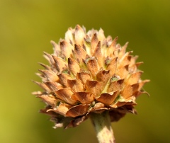Cephalaria attenuata