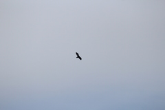 Cathartes aura septentrionalis