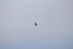 Cathartes aura septentrionalis