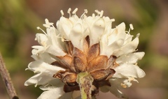 Cephalaria attenuata