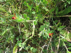 Lotus tetragonolobus