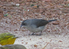 Coryphospingus pileatus