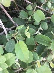 Combretum microphyllum