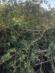 Combretum microphyllum