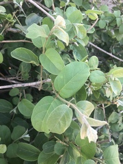 Combretum microphyllum