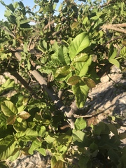 Combretum mossambicense