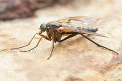 Rhagio annulatus
