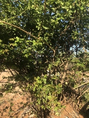 Combretum mossambicense