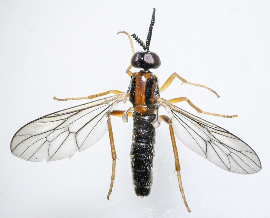 Rachicerus honestus
