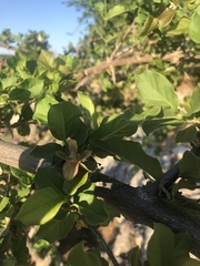 Combretum mossambicense