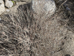 Eriogonum wrightii nodosum