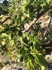 Combretum mossambicense