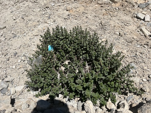 Urtica hyperborea (Urtica hyperborea)