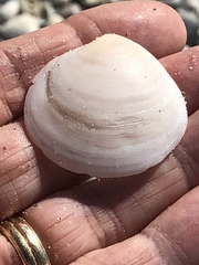 Semele proficua