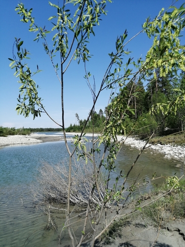 Salix pseudopentandra iNat (3)