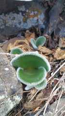 Haemanthus humilis hirsutus