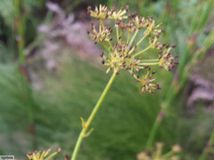 Glia prolifera