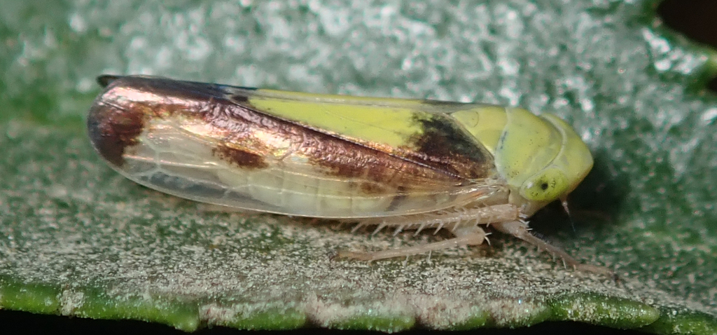 Gloridonus eburatus