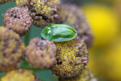 Cassida stigmatica