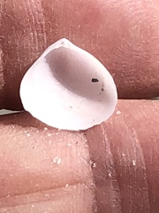 Abra aequalis
