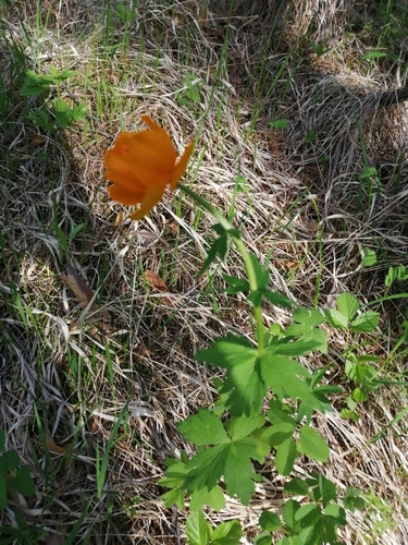 Trollius kytmanovii, photograph 4