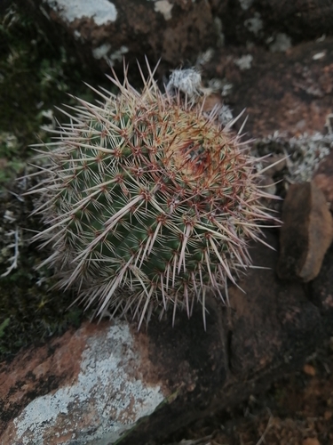 Parodia fusca