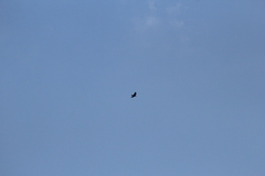 Corvus corax principalis