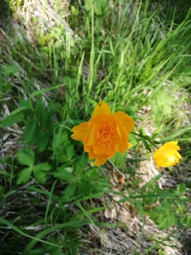 Trollius kytmanovii, photograph 5