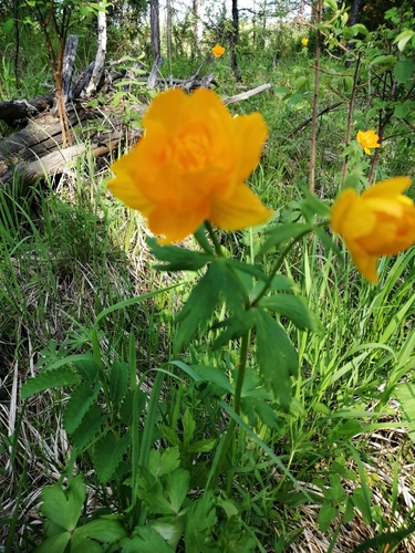 Trollius kytmanovii, photograph 6