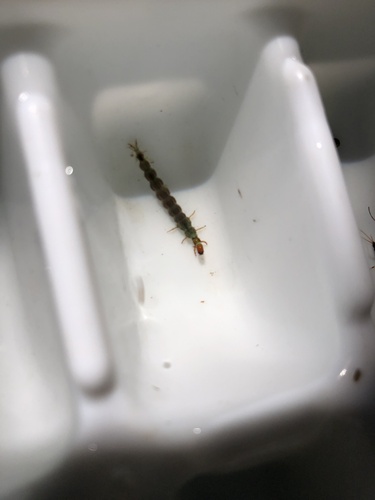 iNaturalist observation photo of Caddisflies