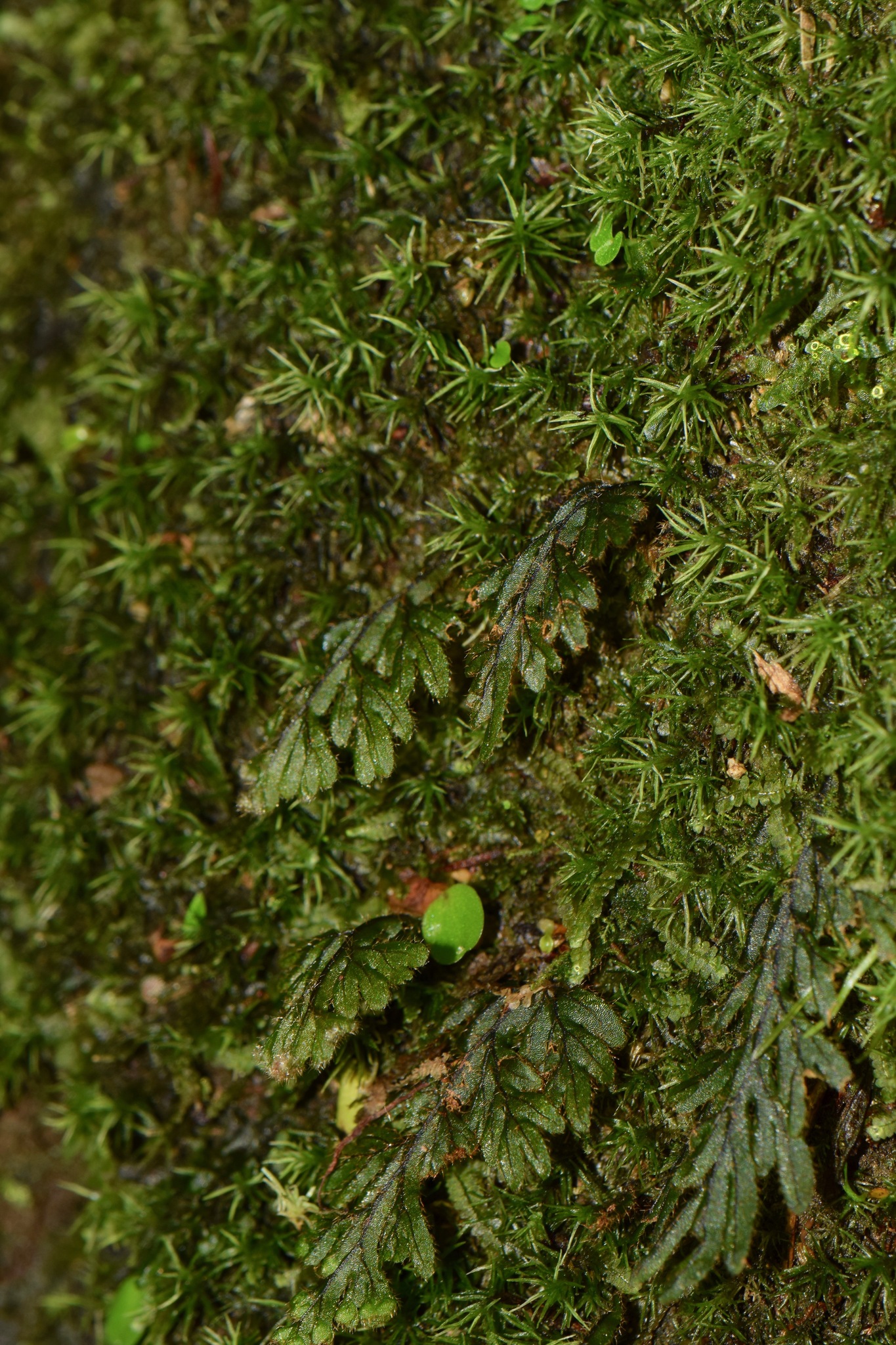 Hymenophyllum asplenioides