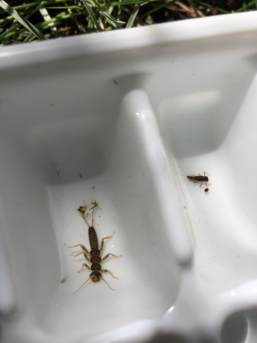 iNaturalist observation photo of Stoneflies