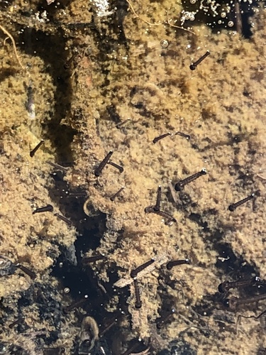 iNaturalist observation photo of Mosquitoes and Midges