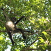 Ateles geoffroyi yucatanensis - Photo (c) Corey Lange, algunos derechos reservados (CC BY-NC), subido por Corey Lange
