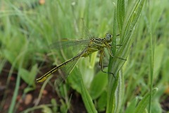 Notogomphus praetorius