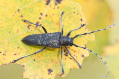 Saperda carcharias