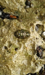 Lepidochitona caprearum