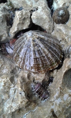 Lepidochitona caprearum