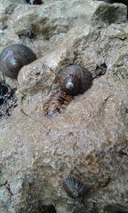 Lepidochitona caprearum