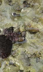 Lepidochitona caprearum