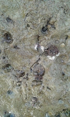 Lepidochitona caprearum