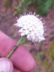 Cephalaria rigida
