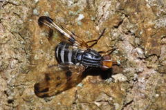 Otites porcus
