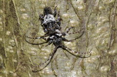 Pogonocherus hispidulus