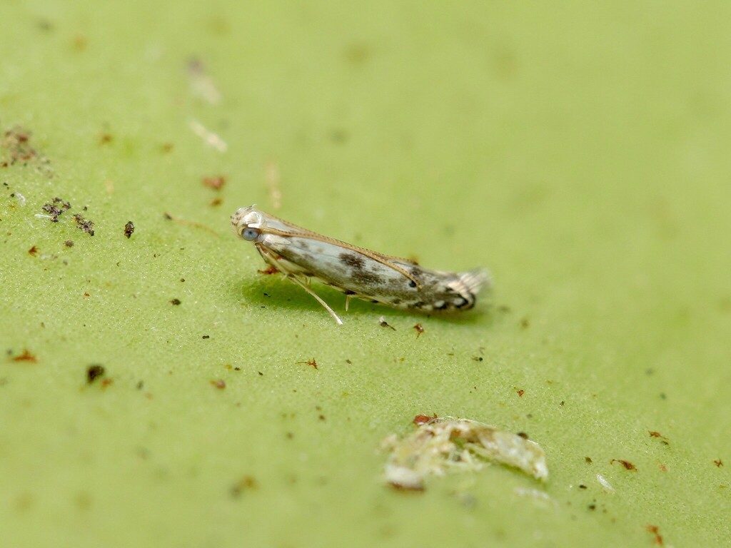 Batrachedrodes