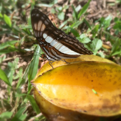 Adelpha paraena massilia
