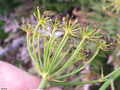 Glia prolifera