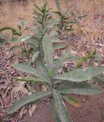 Dichapetalum cymosum image